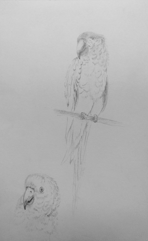 Budgerigar. Original pencil drawing.