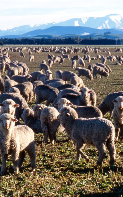 Sheep, New Zealand by Paula Smith