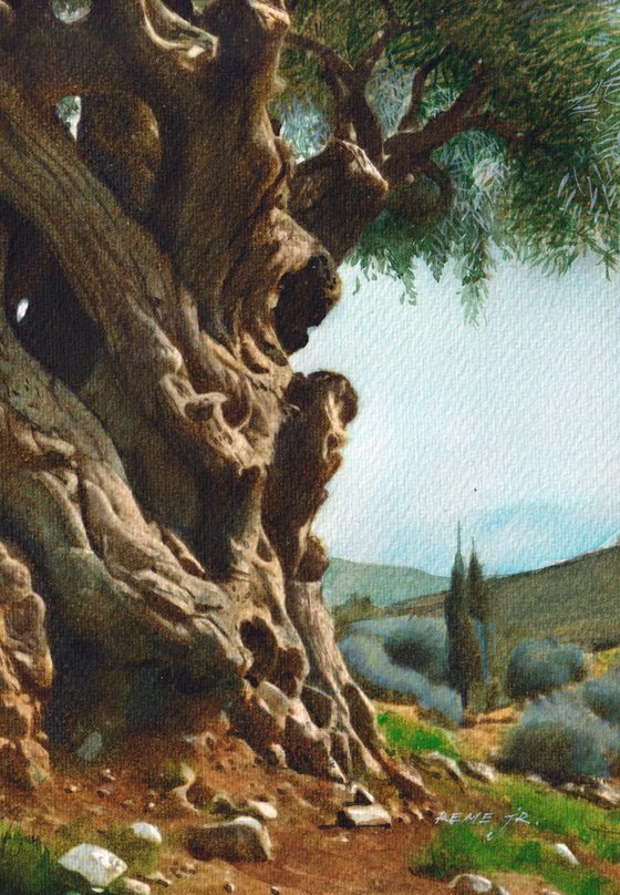 Olive Tree XIV