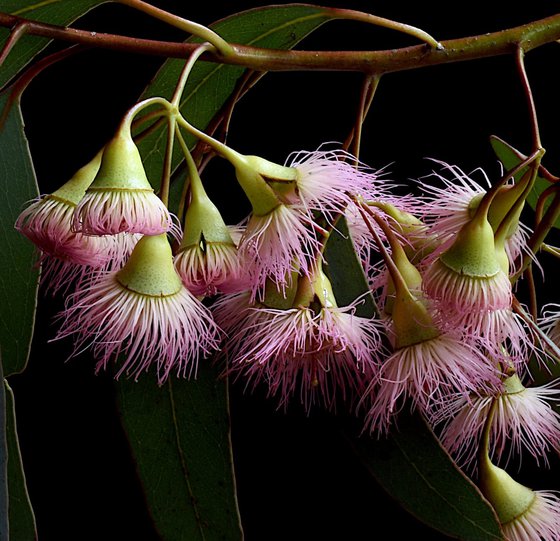 Eucalyptus Rosea