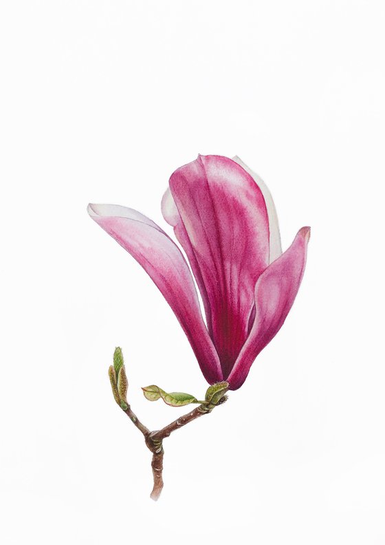 Magnolia blossom. Opening of the flover. Original watercolor artwork.