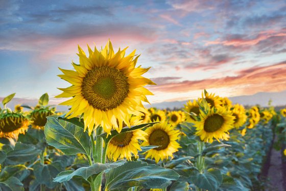 Sunflower Sundown