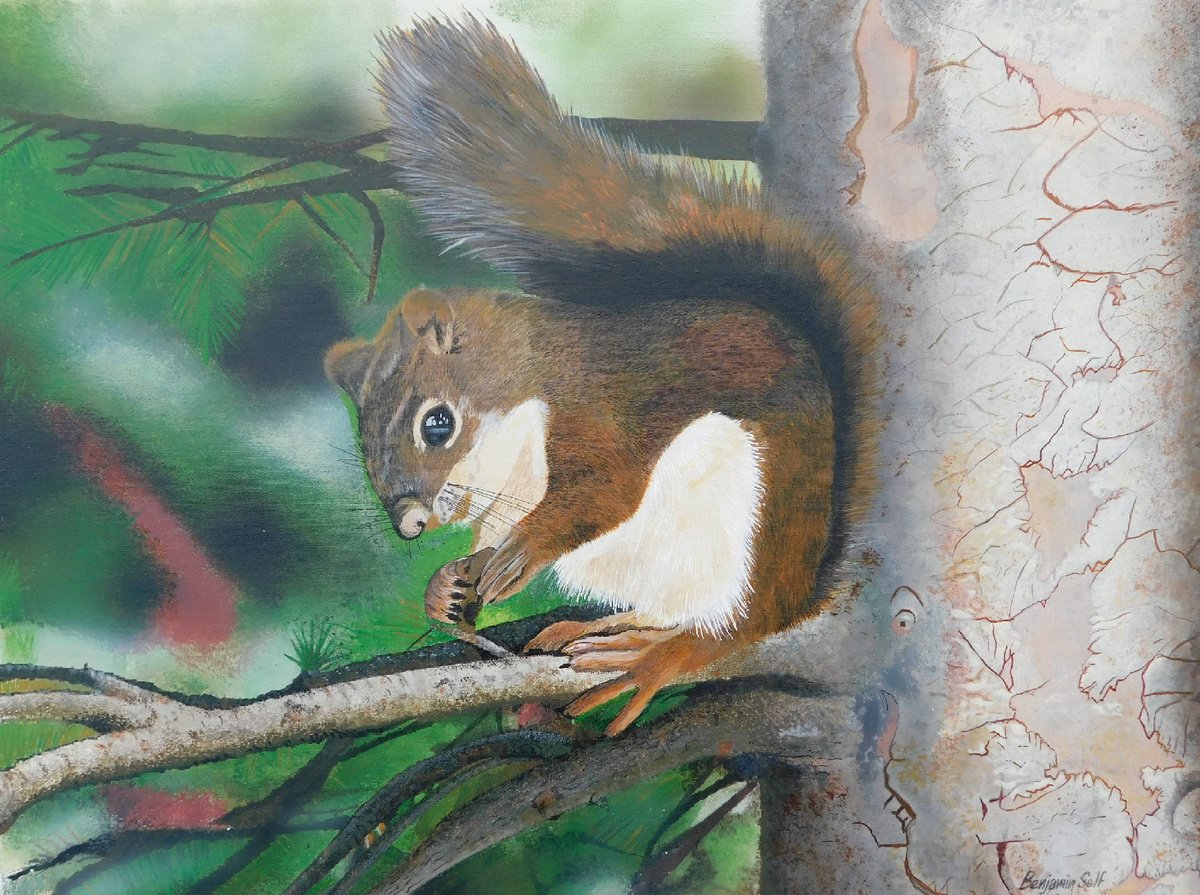 Red Squirrel by Benjamin Self