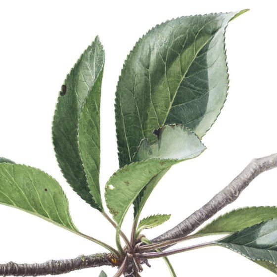 Cherry Branch