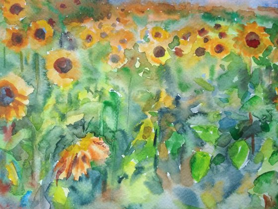 Summer field sunflowers 2