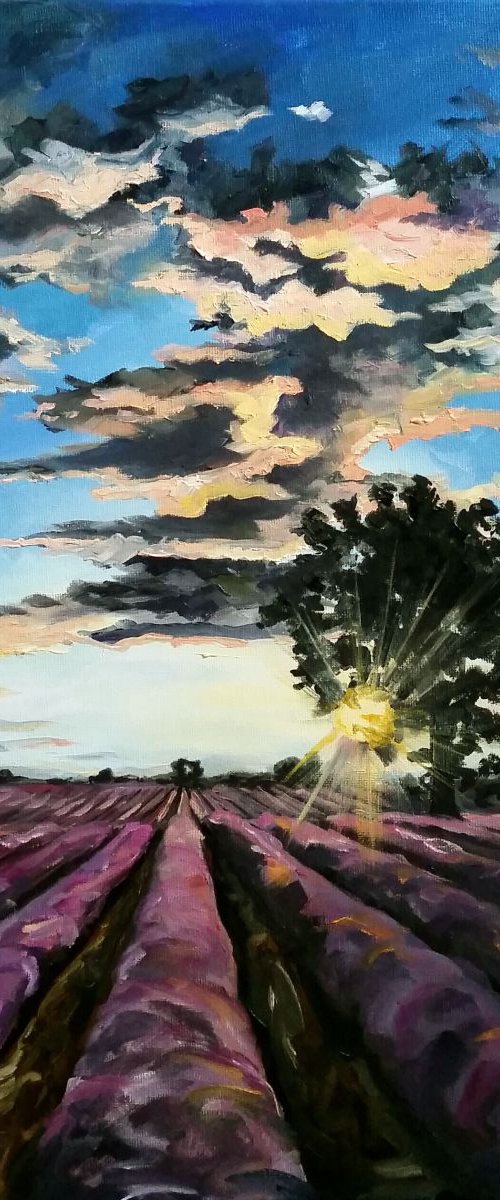 Sunrise Over Lavender by Katrina Case