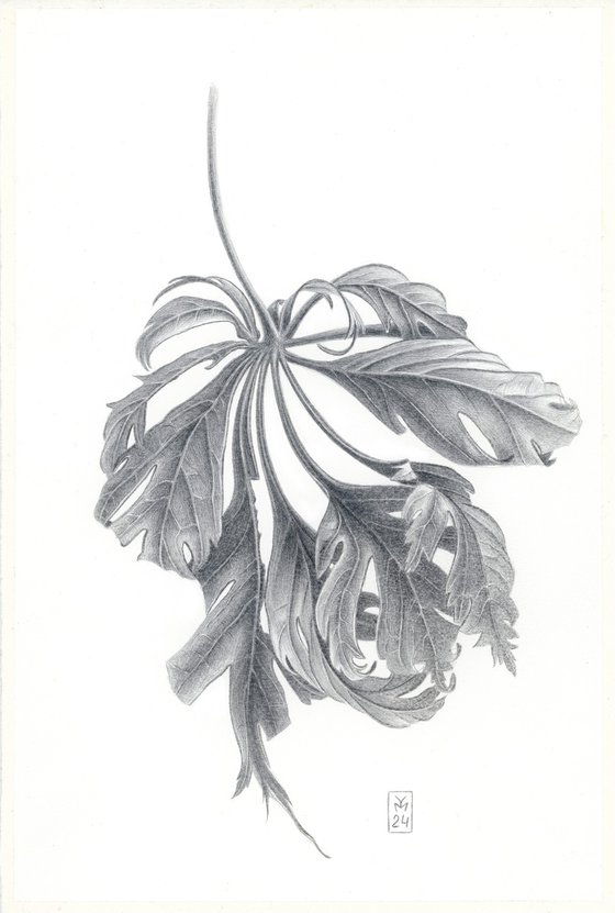 Maple Leaf Silverpoint