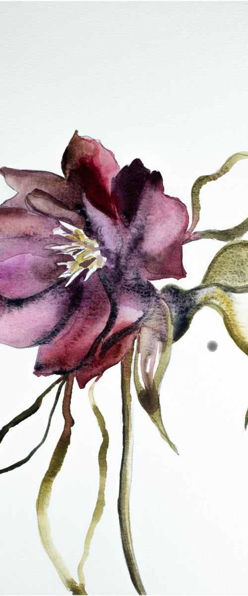 Hellebore No. 5 by Elizabeth Becker