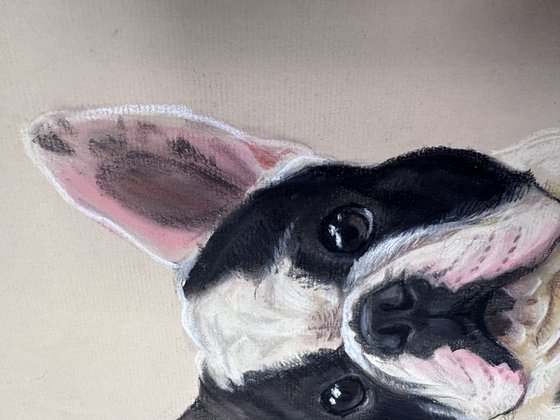 Black and white funny french bulldog