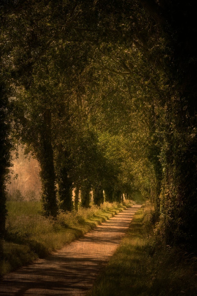 Woodland Path by Martin  Fry