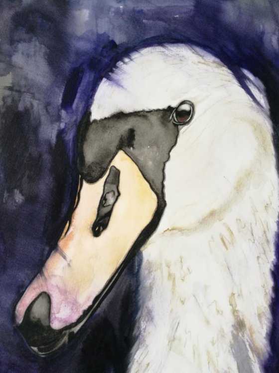 A Captivating Creature. Watercolour Swan. Birds. Animals. Free Shipping