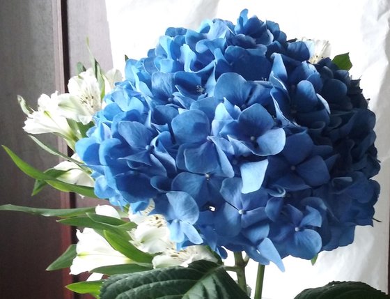 Blue hydrangea