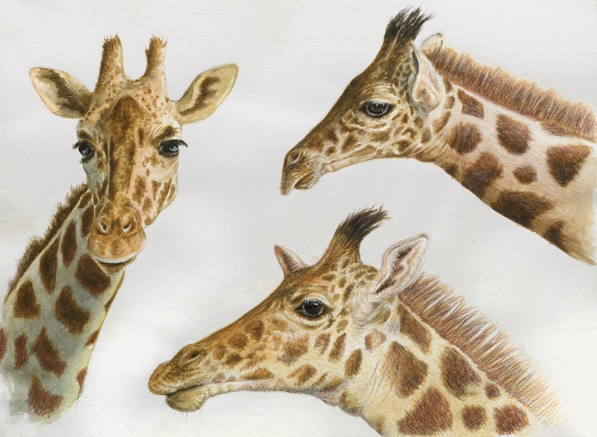 3 Giraffes by John Fleck
