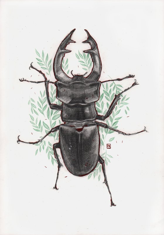 Stag beetle