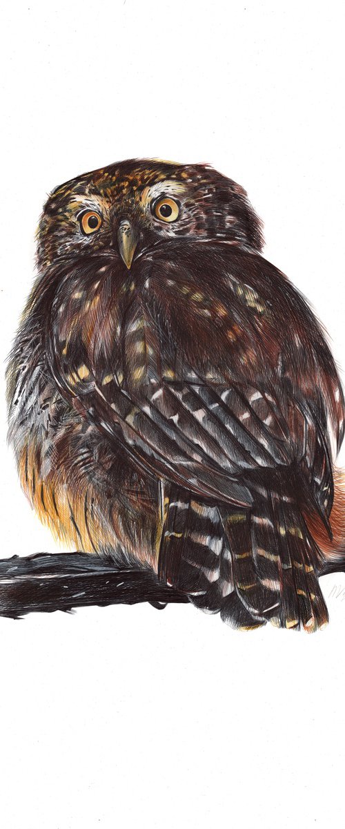 Eurasian Pygmy Owl by Daria Maier