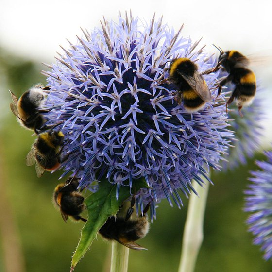 BEES ON AN ALLIUM