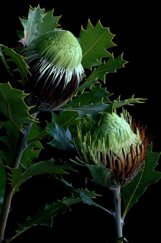 Banksia Heliantha
