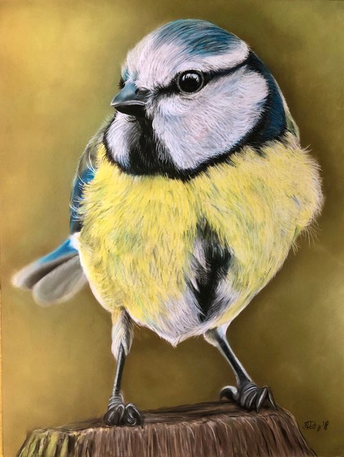 Blue Tit by Serena Phillips
