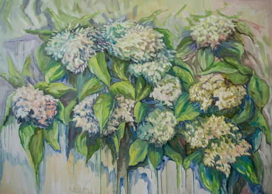 Hydrangea Symphony