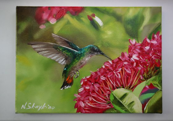 Hummingbird