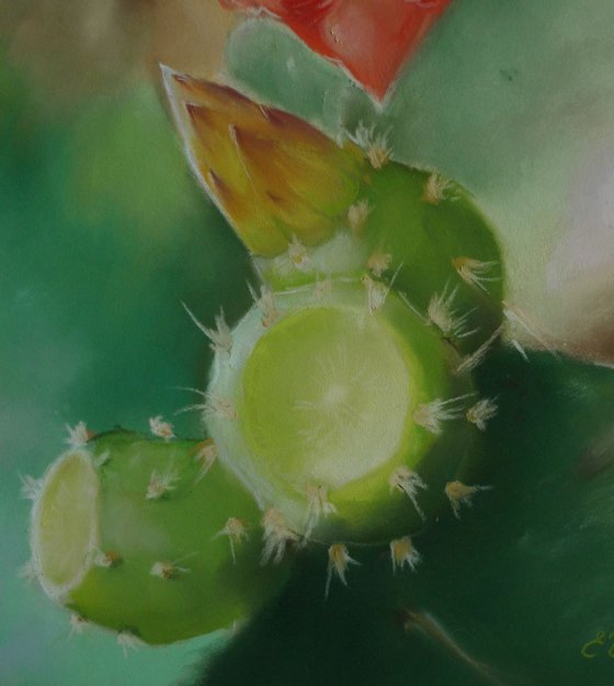 Prickly Pear flower. Pastel