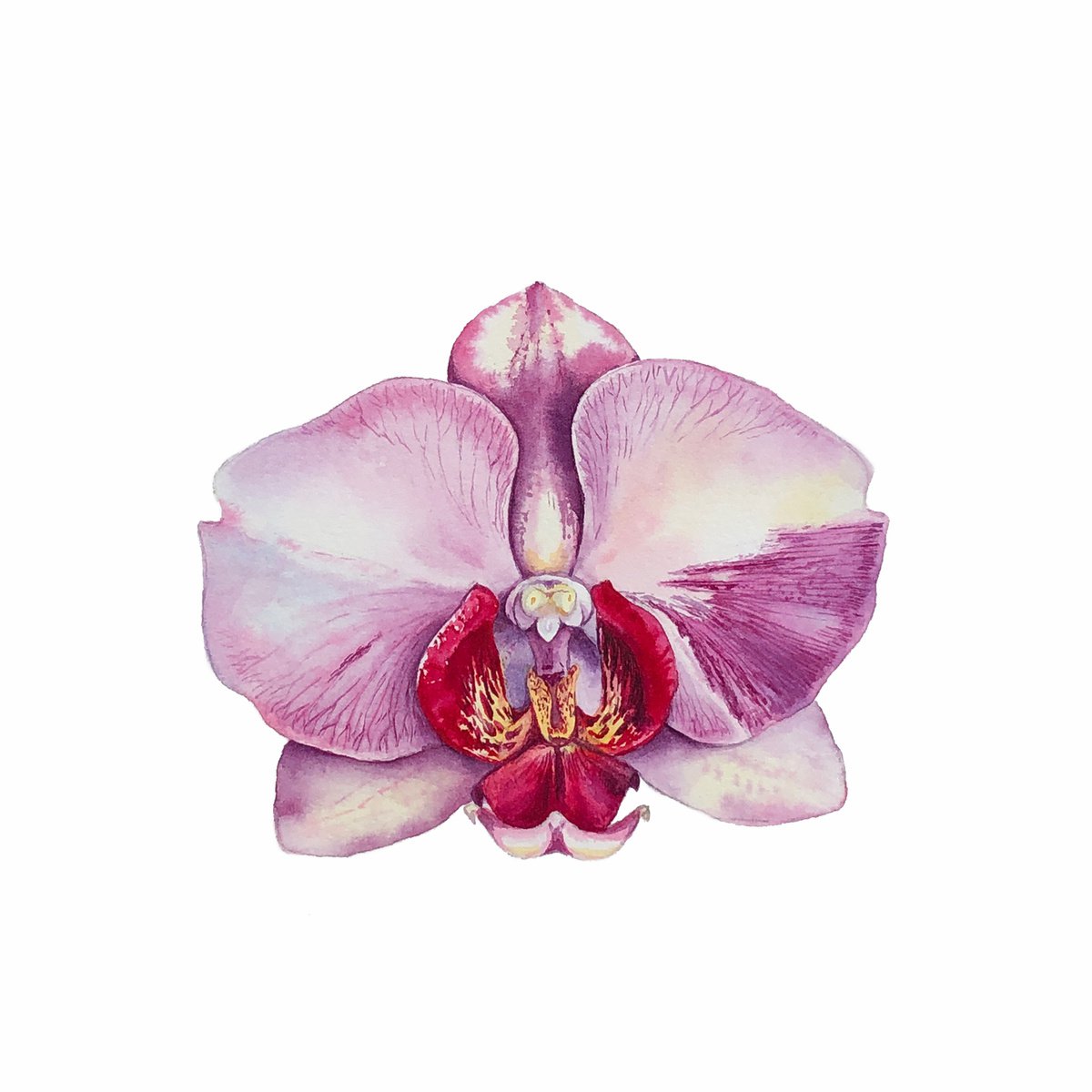Orchid Phaleonopsis. A series of original watercolour artwork. by Nataliia Kupchyk