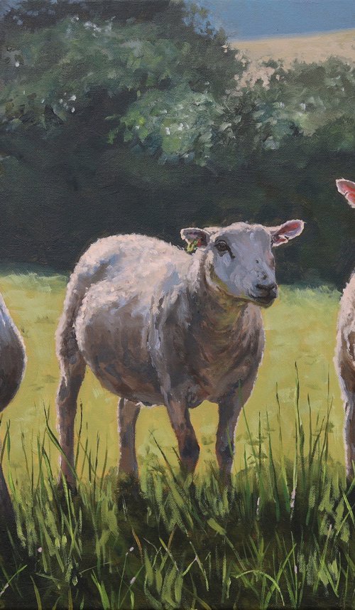 Three Sheep by Tom Clay