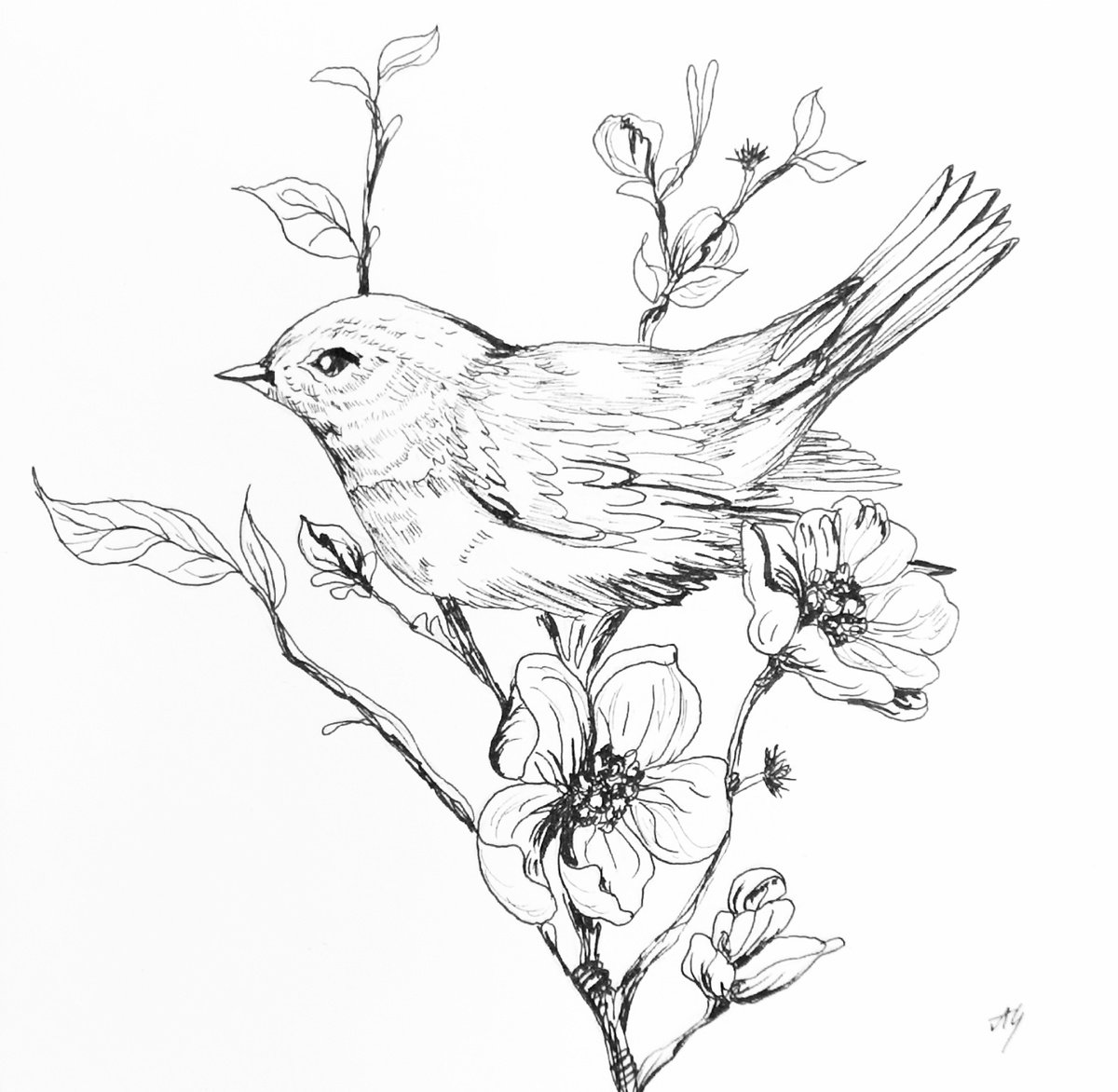 Illustrative Animal Ink Drawing By Aneta Gajos, 8 X 8, Bird, Original Artwork