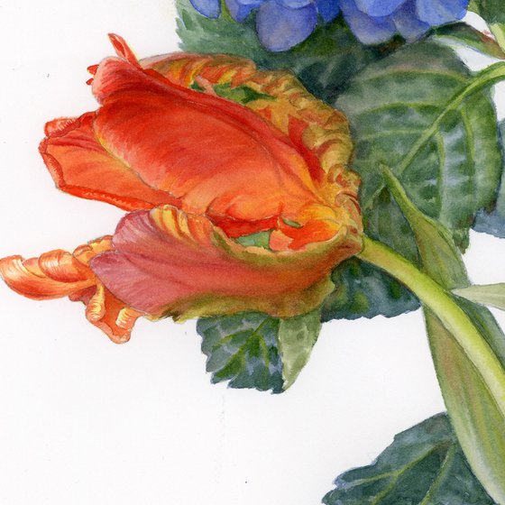 Hydrangea and Tulips