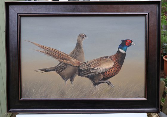 Pheasants, Ring-necked rooster and Hen