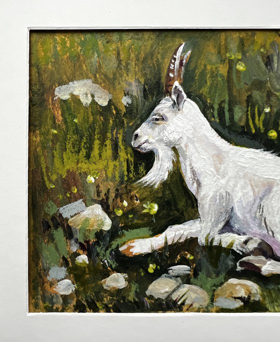 Mountain goat