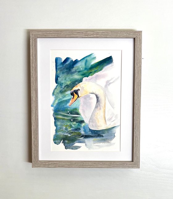 Swan Study