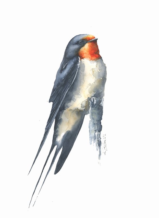 Barn swallow in watercolor