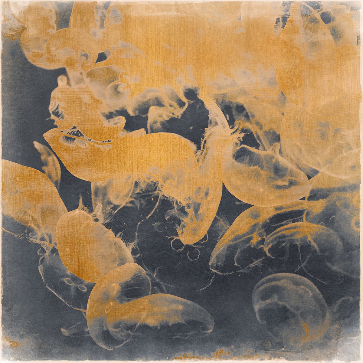 Impressionistic Animal Photograph By Nadia Attura, 20 X 20", Monterey Shore, Original Artwork