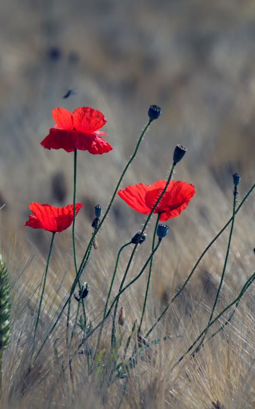 Three poppies by Sonja  Čvorović