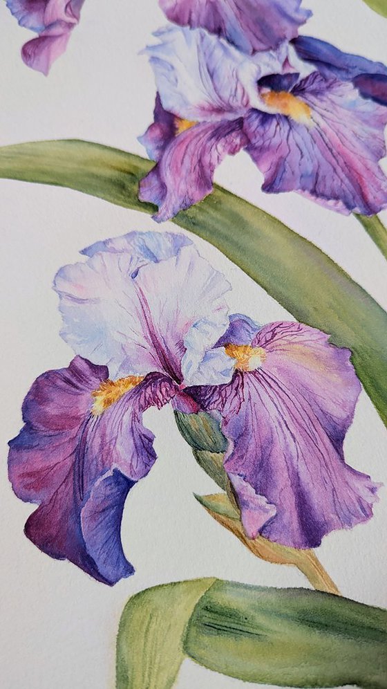 Whisper of Irises