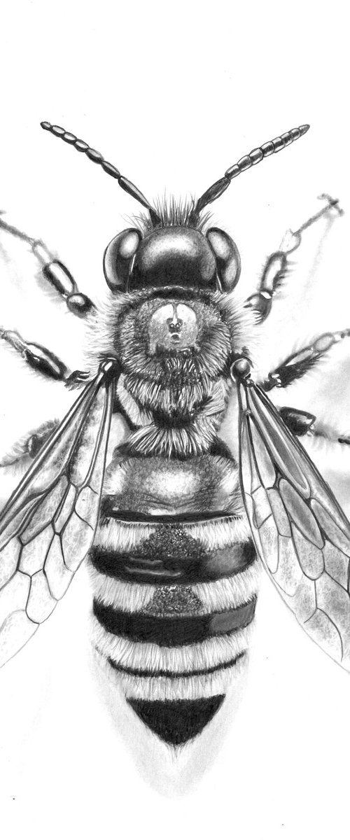 Bee in Pencil #3 by Paul Stowe