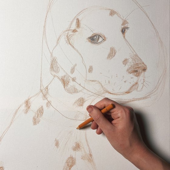 Dalmatian portrait