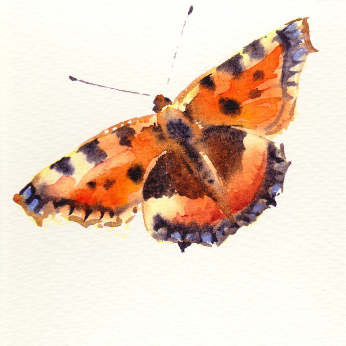 Butterfly painting, Small painting, Tortoiseshell, butterfly by Anjana Cawdell