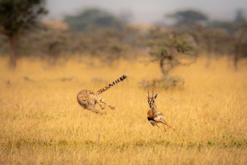 "Behind you!" by Nick Dale