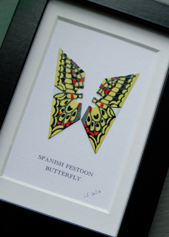 Spanish Festoon Butterfly