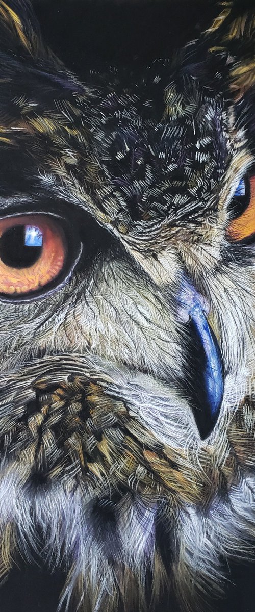 “Eurasian Eagle Owl” by Sarah Perry