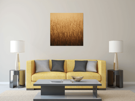 Field of Wheat