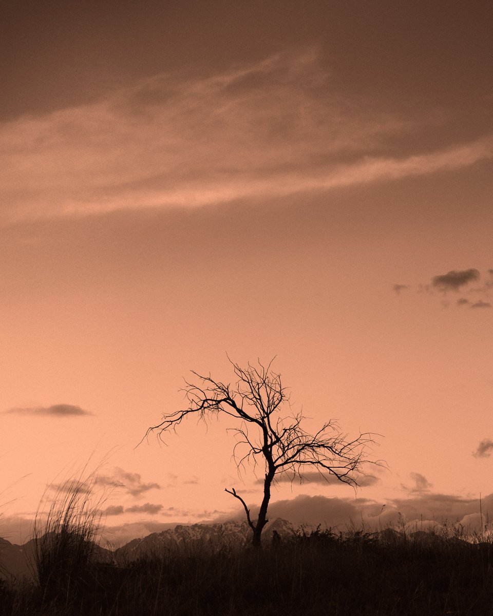 Tree at sunset by Dmitriy Gnatko