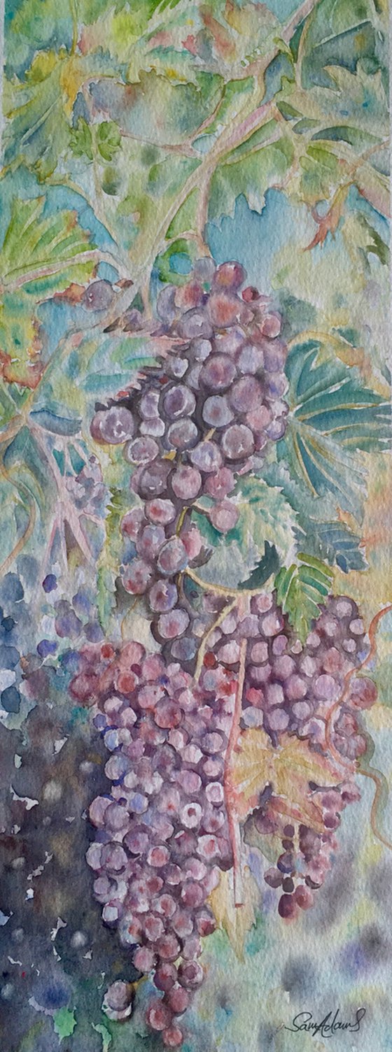 Italian red grapes