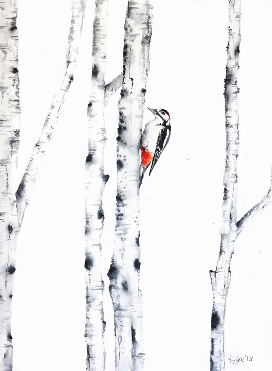 Great woodpecker with birch-trees, wildlife and animals