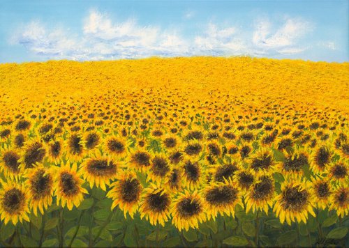 Sunflowers field by Ludmilla Ukrow