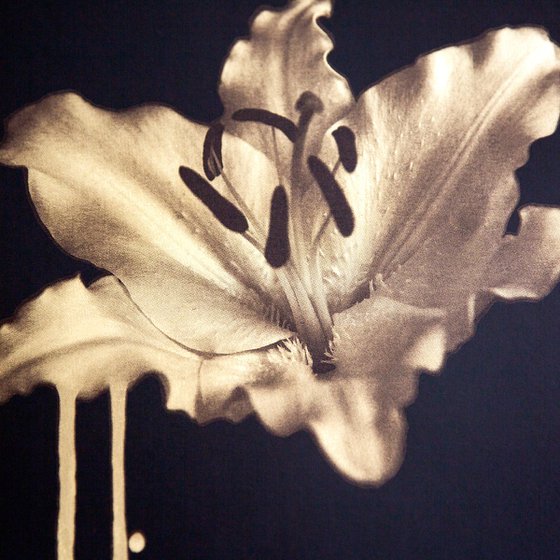 Gilded Lily (Gold)