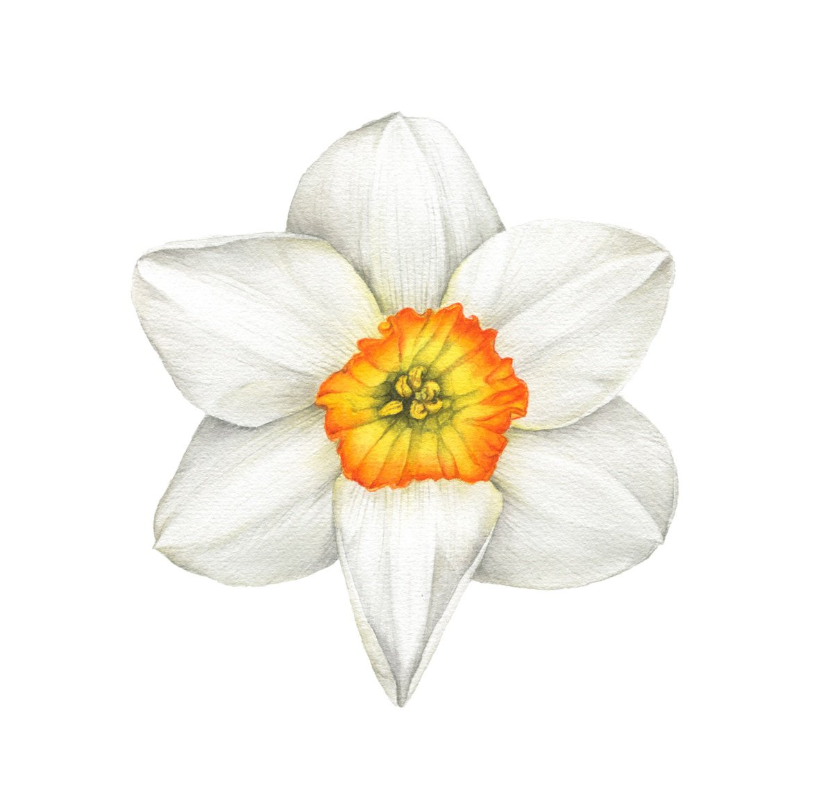 Narcissus Amor Daffodil, original watercolor by Alona Hrinchuk