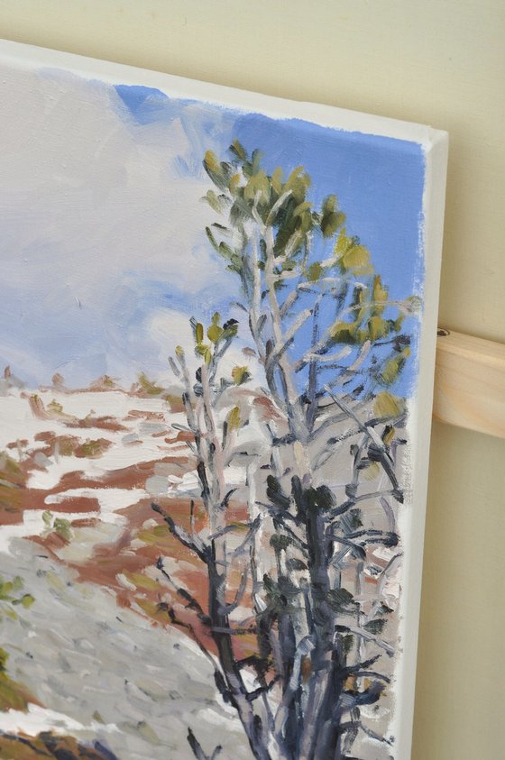 Pines on Snowy Mount Mézenc